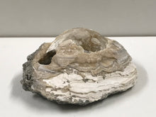 Load image into Gallery viewer, Crystallised bivalve ammonite