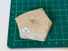 Load image into Gallery viewer, Brittlestar (starfish) Fossil