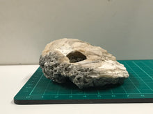 Load image into Gallery viewer, Crystallised bivalve ammonite