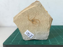Load image into Gallery viewer, Brittlestar (starfish) Fossil
