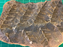 Load image into Gallery viewer, Mason Creek Fern Nodules