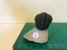 Load image into Gallery viewer, Phacops Trilobite