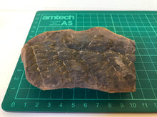 Load image into Gallery viewer, Mason Creek Fern Nodules