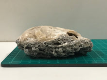 Load image into Gallery viewer, Crystallised bivalve ammonite