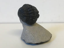 Load image into Gallery viewer, Phacops Trilobite