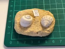 Load image into Gallery viewer, Turitella fossil Shell