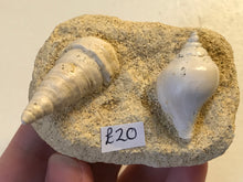 Load image into Gallery viewer, Turitella fossil Shell