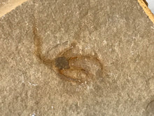 Load image into Gallery viewer, Brittlestar (starfish) Fossil