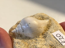 Load image into Gallery viewer, Turitella fossil Shell