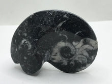 Load image into Gallery viewer, Goniatite fossil Ammonite
