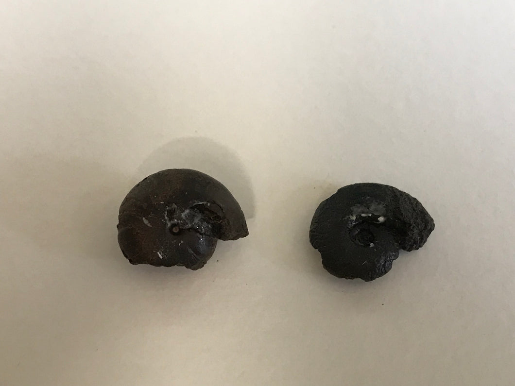 Hematite goniotite