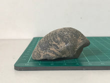 Load image into Gallery viewer, Devils Toenail Gryphaea
