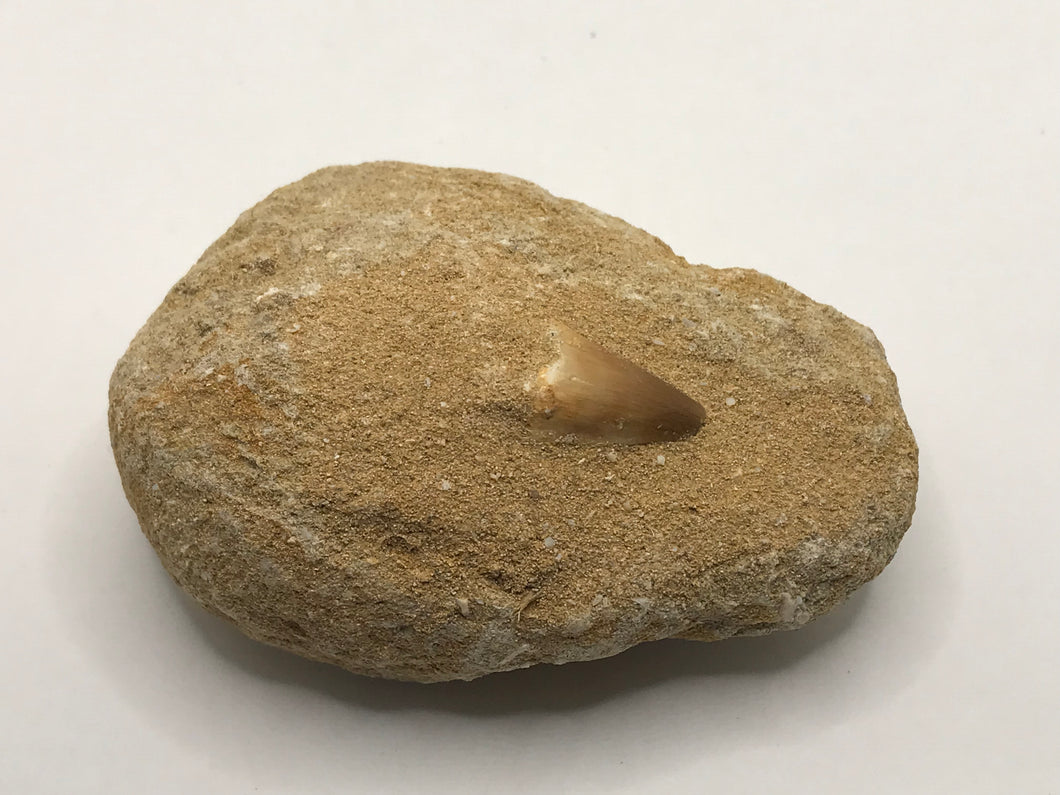 Mosasaur tooth