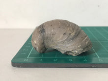Load image into Gallery viewer, Devils Toenail Gryphaea
