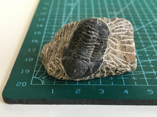 Load image into Gallery viewer, Proetus trilobite
