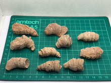 Load image into Gallery viewer, Horn coral
