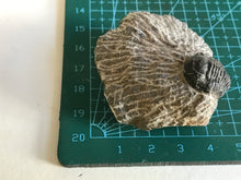 Load image into Gallery viewer, Proetus trilobite
