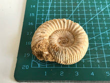 Load image into Gallery viewer, Perisphinctes ammonite
