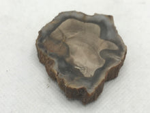 Load image into Gallery viewer, Fossil wood slice
