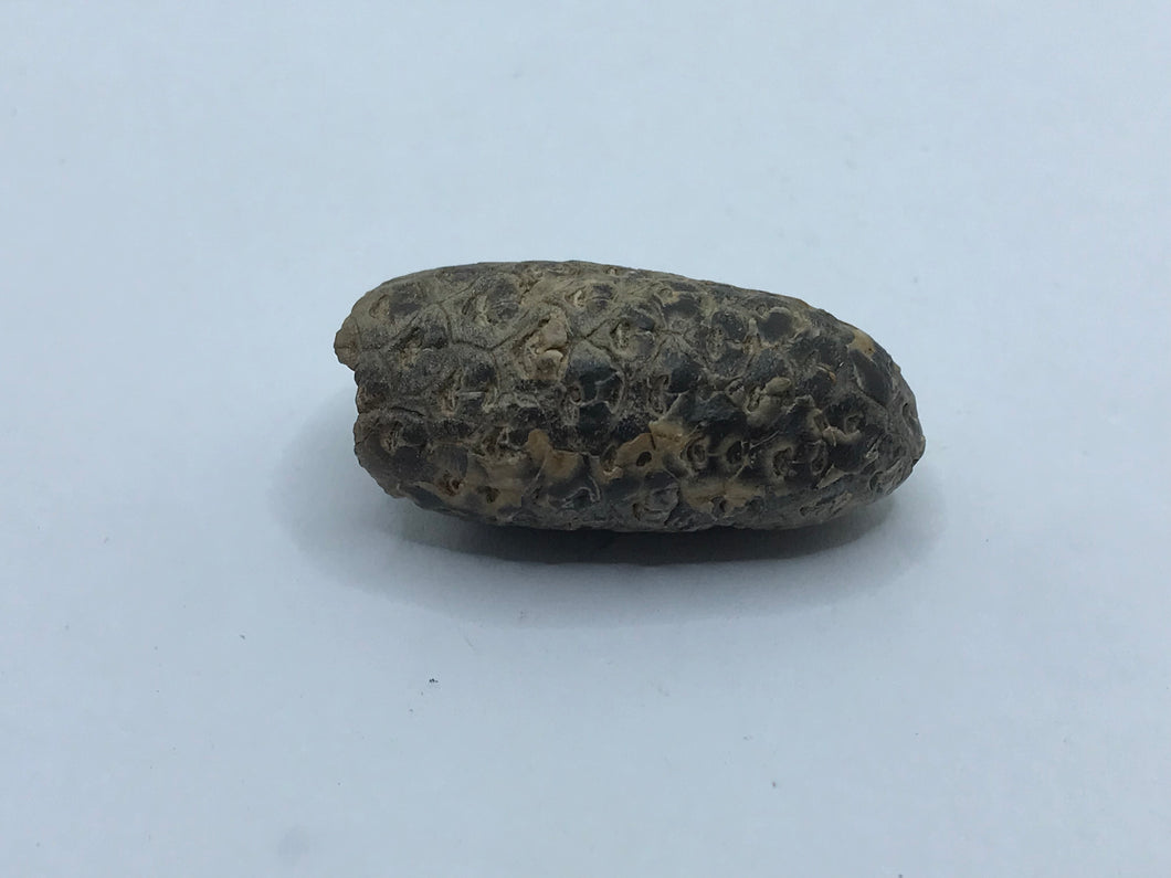 Horse Tail Seed Pod
