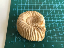 Load image into Gallery viewer, Perisphinctes ammonite
