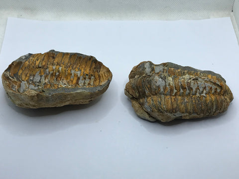 Trilobite