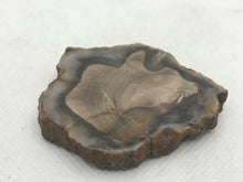 Load image into Gallery viewer, Fossil wood slice
