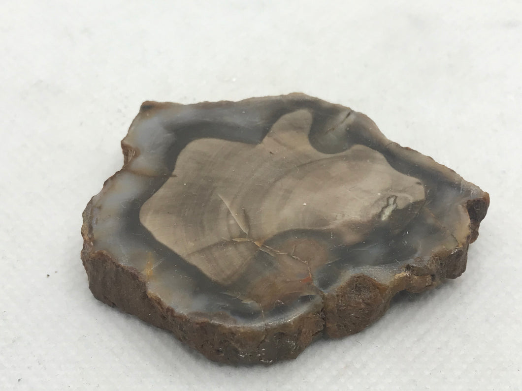 Fossil wood slice