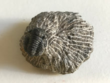 Load image into Gallery viewer, Proetus trilobite
