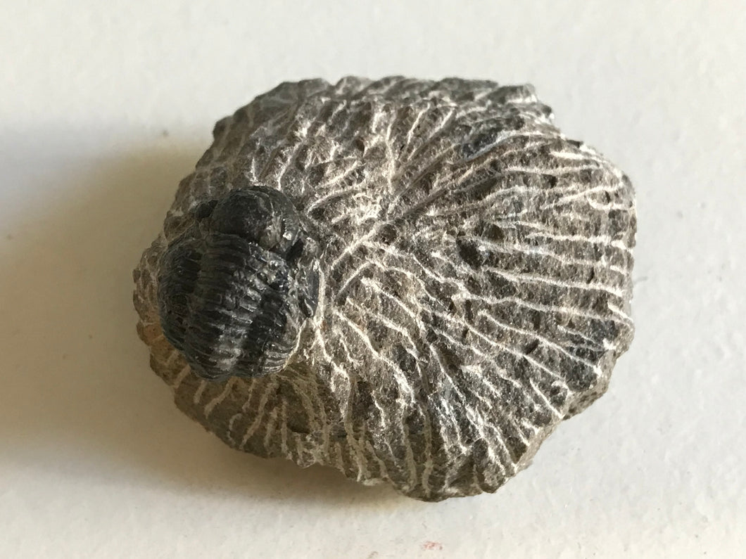 Proetus trilobite