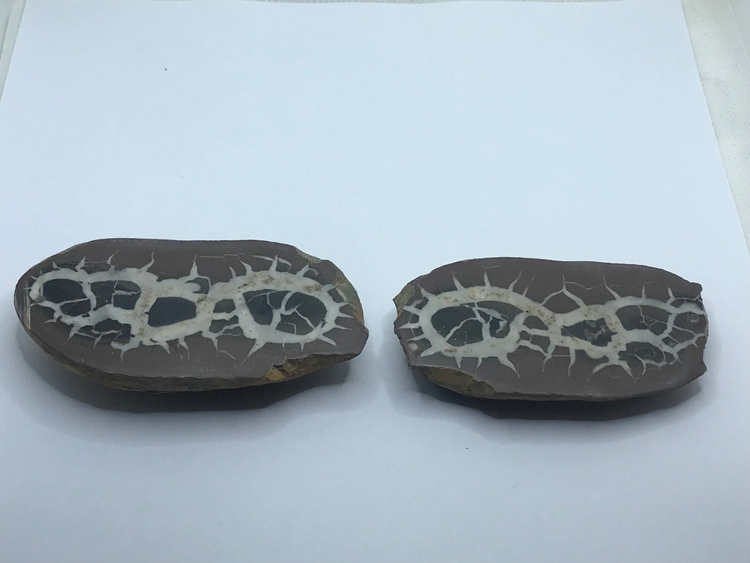 Septarian pair