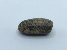 Load image into Gallery viewer, Horse Tail Seed Pod
