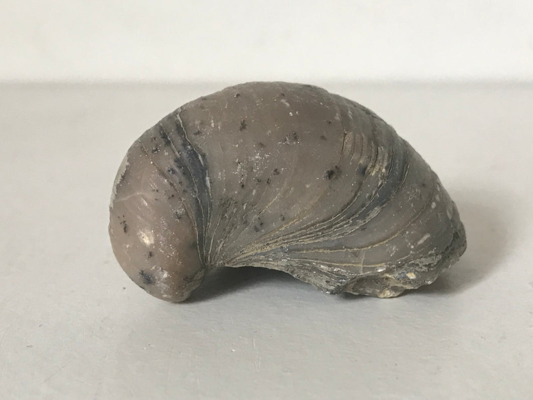 Devils Toenail Gryphaea