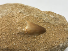 Load image into Gallery viewer, Mosasaur tooth
