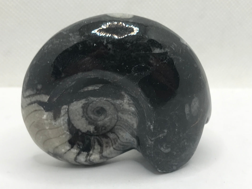 Goniatite ammonite