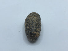 Load image into Gallery viewer, Horse Tail Seed Pod
