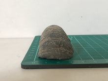 Load image into Gallery viewer, Devils Toenail Gryphaea
