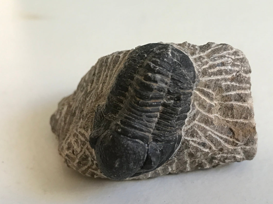 Proetus trilobite