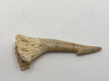 Load image into Gallery viewer, Rostral spine
