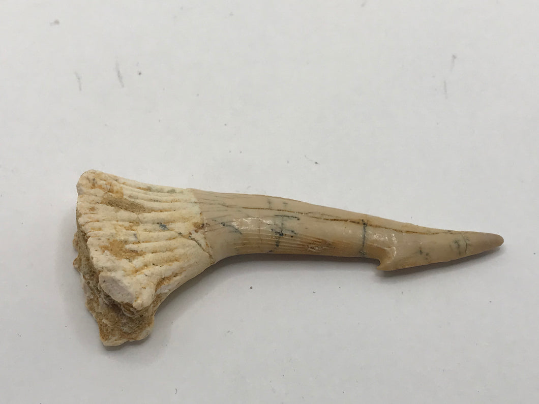 Rostral spine