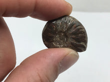 Load image into Gallery viewer, Cleoniceras Ammonite
