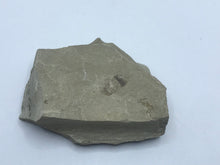 Load image into Gallery viewer, Insect on rock
