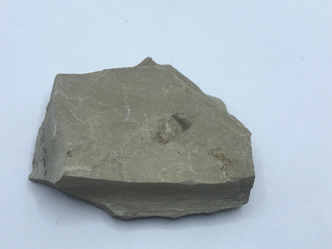 Insect on rock