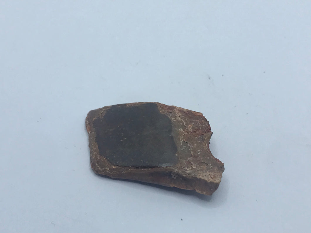Lepidotes