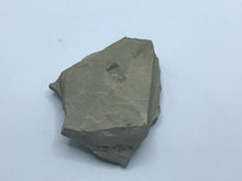 Load image into Gallery viewer, Insect on rock
