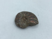 Load image into Gallery viewer, Cleoniceras Ammonite
