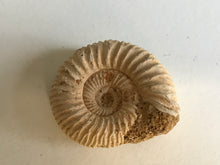 Load image into Gallery viewer, Perisphinctes ammonite
