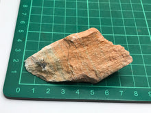 Load image into Gallery viewer, Barito Celestite
