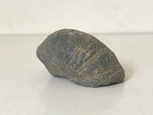 Load image into Gallery viewer, Devils Toenail Gryphaea
