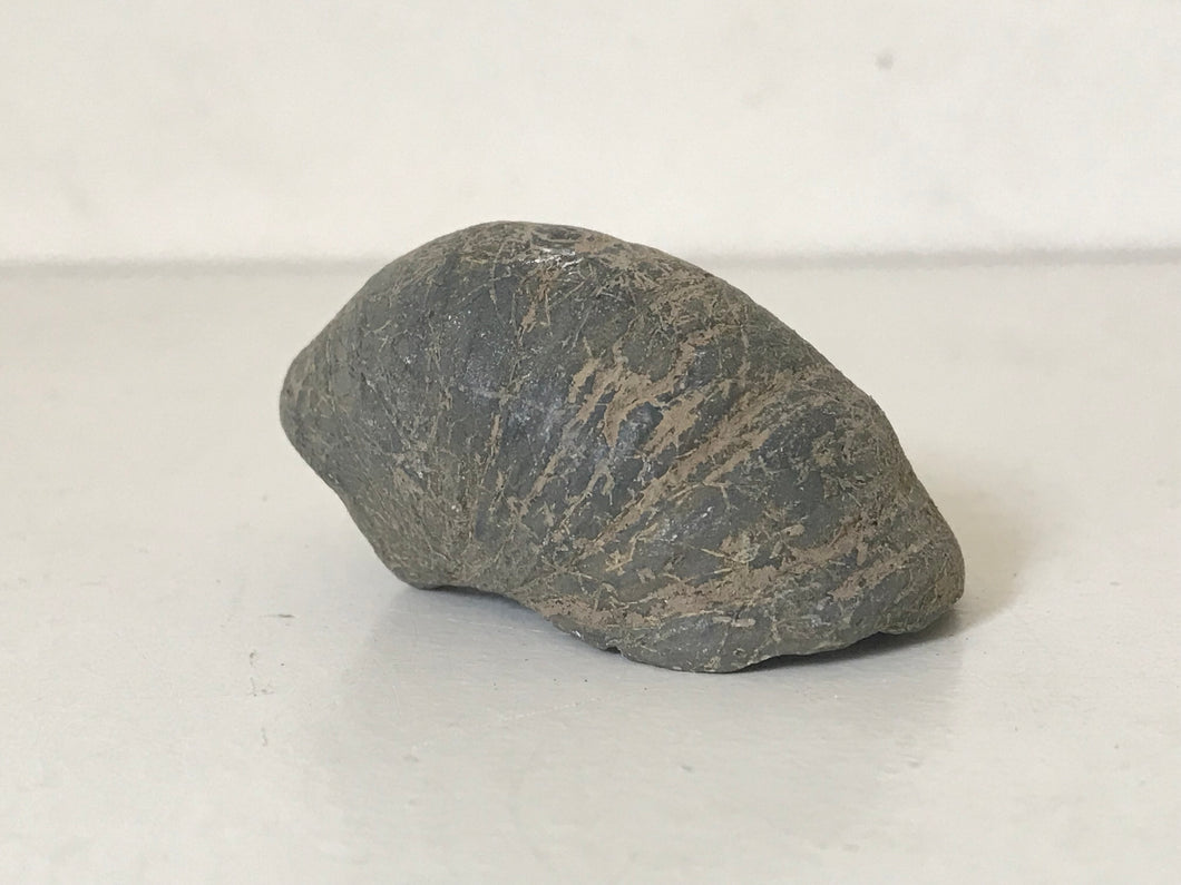 Devils Toenail Gryphaea